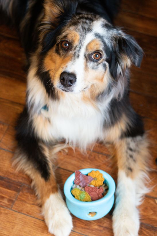 Un berger australien savoure ses biscuits dans un bol turquoise